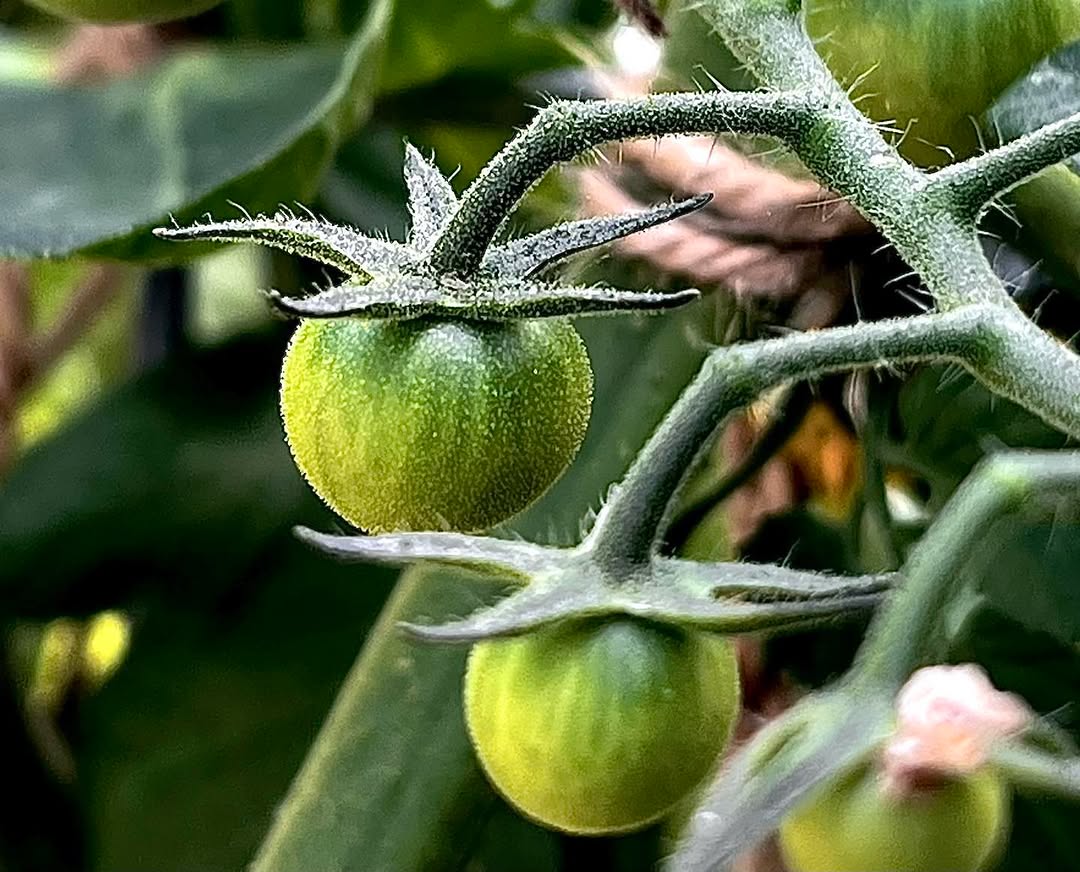 Instagram post by Dr. Selena Lantry: Look what summer is bringing! #garden #cherry-tomatoes #eatthemrightoffthevine #myfavorite #growyourownfood