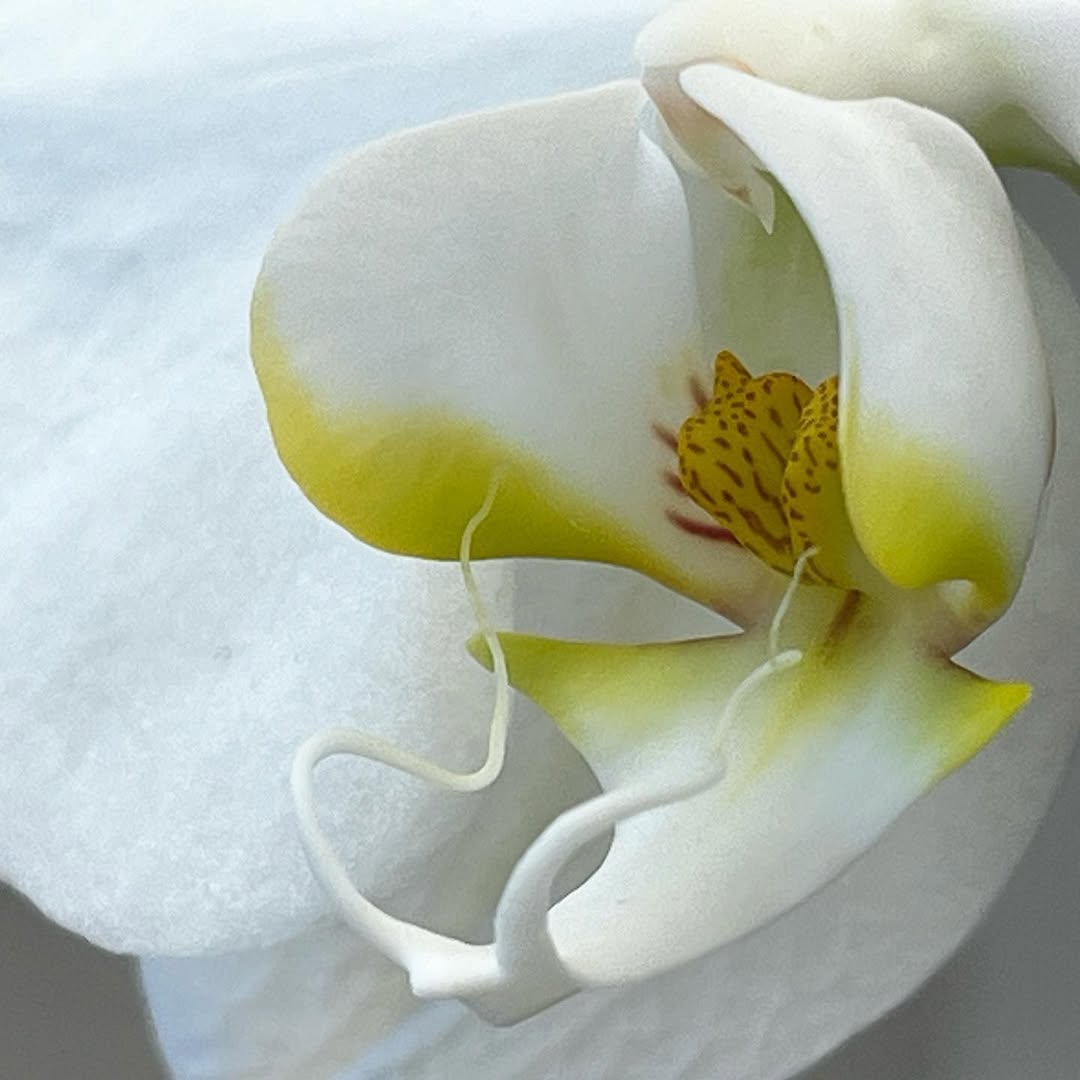 Instagram post by Dr. Selena Lantry: My beautiful orchid. #flowersofinstagram #flower #flowerphotography #naturephotography #naturelover #amazing