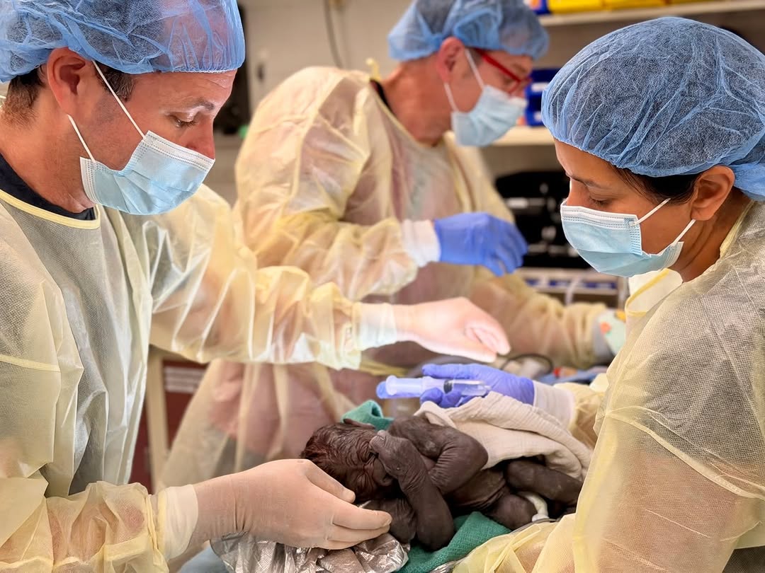 Instagram post by Dr. Suzette Miranda: A rare moment of collaboration between human and animal care teams. ❤️🦍 When a pregnant gorilla at @WoodlandParkZoo experienced complicatio…