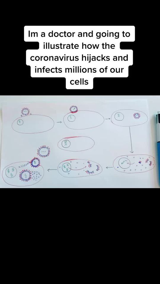 Video by Dr. William Aiello: How coronavirus manipulates a cell